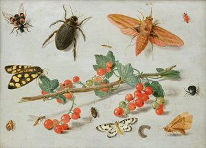 Een takje rode bessen met een olifantsvlinder, een bonte mot en andere insecten, 1657